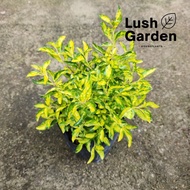 Duranta Gold Variegated 斑葉金露花 Outdoor Live Plant Pokok Hiasan Landscape Landskap [Lush Garden]