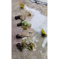 Tropical Waterlily Nymphaea  'Eldorado' TUBER for sales