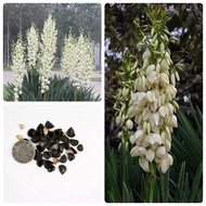 Yucca Seeds Sisal Seeds Phoenix Seeds Pineapple Flower Seeds Phoenix Seeds Phoenix Seeds Qianshou Or