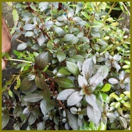 ☇◑ ✷ ☋ Aquatic Stem plant Red Rubin for PKBM and Lemonade Ninja balloon molly