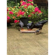 Chicken feeder made of wood,/ chicken feeder