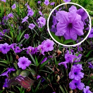 [Flower] Ruellia Wild Petunia Mexican Petunia Purple Flower by LS group