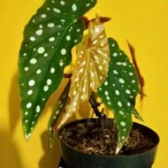 Promo Tanaman Hias Begonia Polkadot Begonia Muculata / Tanaman Begonia