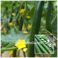 10PcsJapanese Cucumber Seeds/Biji Benih Timun Jepun(69)
