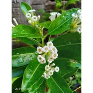 Chocolate Jasmine Pokok Bunga Wangi