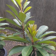 mamey sapote berbunga