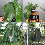 (1ต้น) ต้น หน้าวัวบิ้กบิว Anthurium Big Bill หน้าวัวใบยักษ์บิ๊กบิว หน้าวัวใบยักษ์ ต้นหน้าวัวใบยักษ์ 
