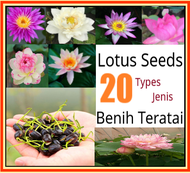 Siap Potong Open Sided 20 Types Lotus Seeds Biji Benih Teratai Bunga Water Lily Garden Plant Flower Seed Aquatic Plant Teratai 5pcs 睡莲种子碗莲种子莲花种子芙蓉种子