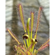 Drosera capensis