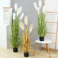 Green Plant Ilan Plant Home Simulation Potted Plant Bonsai High Simulation Decoration Dandelion Reed