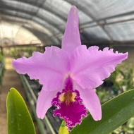 Cattleya warscewiczii sanderiana 'Ayrton' x self