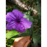 anak pokok ruellia purple