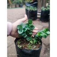 Bibit natal plum tanaman bonsai rawatan subur 10-15cm