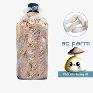 Emperor mushroom embryo 1,2kg, evenly grown milky mushroom variety - 3C Farm