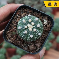 【Easy to bloom】Natural Cactus Star Pocket Real Life Cactus Super Pocket Small Seedling Cactus Succul