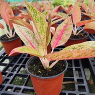 Aglaonema Plants-Red/Pink/Green[Indoor Plant/Real Live Plant]