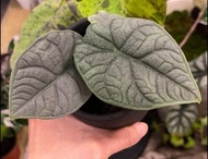 超深葉紋 密瓜海芋 Alocasia 'Melo'