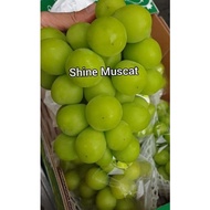 3 CUTTING ANGGUR SHINE MUSCAT GRAPE