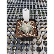 Augustfame - Astrophytum Myriostigma cv Onzuka 5 rib S8 恩冢鸾凤玉 cacatus succulent