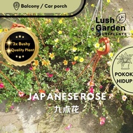 Japanese Rose Portulaca Ros Jepun 九点花 马齿苋 Pokok Gantung Berjuntai Hiasan Bunga Hidup Hanging Plant F