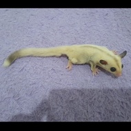 Sugar Glider True Platinum Mosaic New Stock