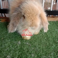 anakan kelinci fuzzy lop ras asli khusus gojek dan grab