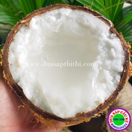 Dừa Sáp hượng Hạng Loại 1 - Size Lớn (Trái 1Kg-1.1Kg)
