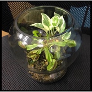 Venus fly trap insect eating / carnivorous plant terrarium