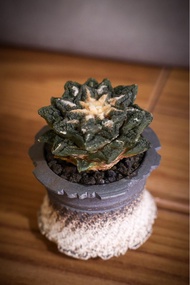 辛頓龜甲牡丹 多肉植物