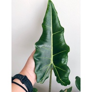 Alocasia Sarian Live Plant