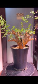 穆里裡沒藥Commiphora Mulele 橄欖 沒藥 塊根 多肉