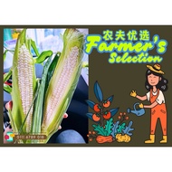 Cameron Highlands AA-GRADE SWEET WHITE CORN