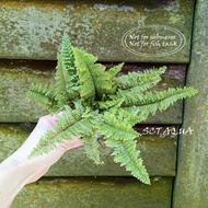 Boston Fern 'Fluffy Ruffles' (Nephrolepis exaltata)波士顿肾蕨/terrarium/ paludarium/Vivarium/Gardening