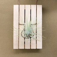 迷你木棧板與空氣鳳梨 - 紅寶石、小精靈、女王頭