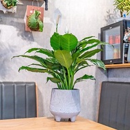 白鶴芋盆栽 7吋水泥盆樹葉紋風格 桌上型室內植物推薦