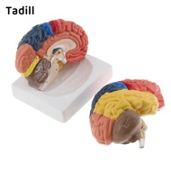 [dksqer] Regional Brain  Parts - Colored - Coded - Regions Include Frontal, Parietal Lobes, Occipita