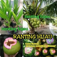 paket 10 bibit kelapa hijau wulung genjah