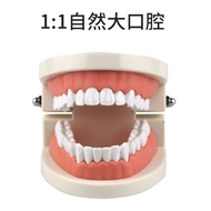 โมเดลฟันการดูแลสุขภาพช่องปากอุปกรณ์ช่วยสอนเด็กอนุบาลของเล่นแปรงฟันการก่อสร้างทันตกรรมทันตกรรม