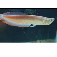 Ikan Arwana silver red size 6-8cm