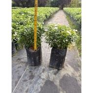 Pokok Ervatamia Dwarf / Tabernaemontana Divaricata / Outdoor Plant