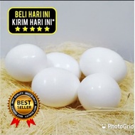 Fake pigeon eggs, imitation fake dove eggs, 10pcs pack, 5pcs/