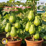 (High germination 25pcs)100%Original Sayote Chayote Seeds for Planting Chayote Melon Seeds for Plant