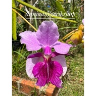 Orkid tulang  (Papilionanthe Amy ) keratan tanpa bunga 1.5 kaki panjang