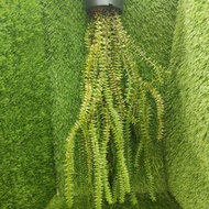 (READY STOCK) TASSEL FERN || MATA GERGAJI || MISAI NAGA || PHLEGMARIURUS || 垂枝石松
