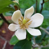 Pokok bunga cempaka pisang