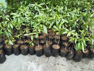 Bibit tanaman pohon bintaro