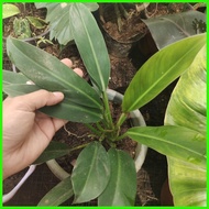 ۝ @ ⚧ GREEN ORLANDO PHILODENDRON PLANT STABLE!!!!