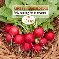 【Free fertilizer】 Cherry radish seeds Growing in four seasons Balcony-grown early maturing easy grow