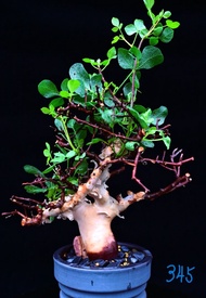 (#345) 卡塔夫正白皮橄欖　Commiphora kataf / 塊根植物 Caudex / 另售象牙宮、龜甲龍、念珠橄欖、橄欖樹