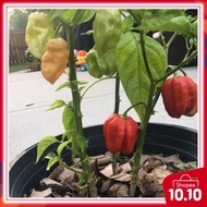 10pcs Seeds COMBO HABANERO yellow+red SUPER HOT Pepper